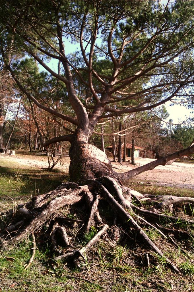 des racines et des branches