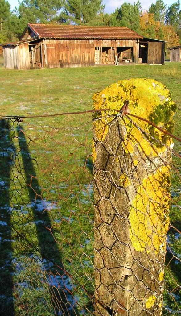 lichens