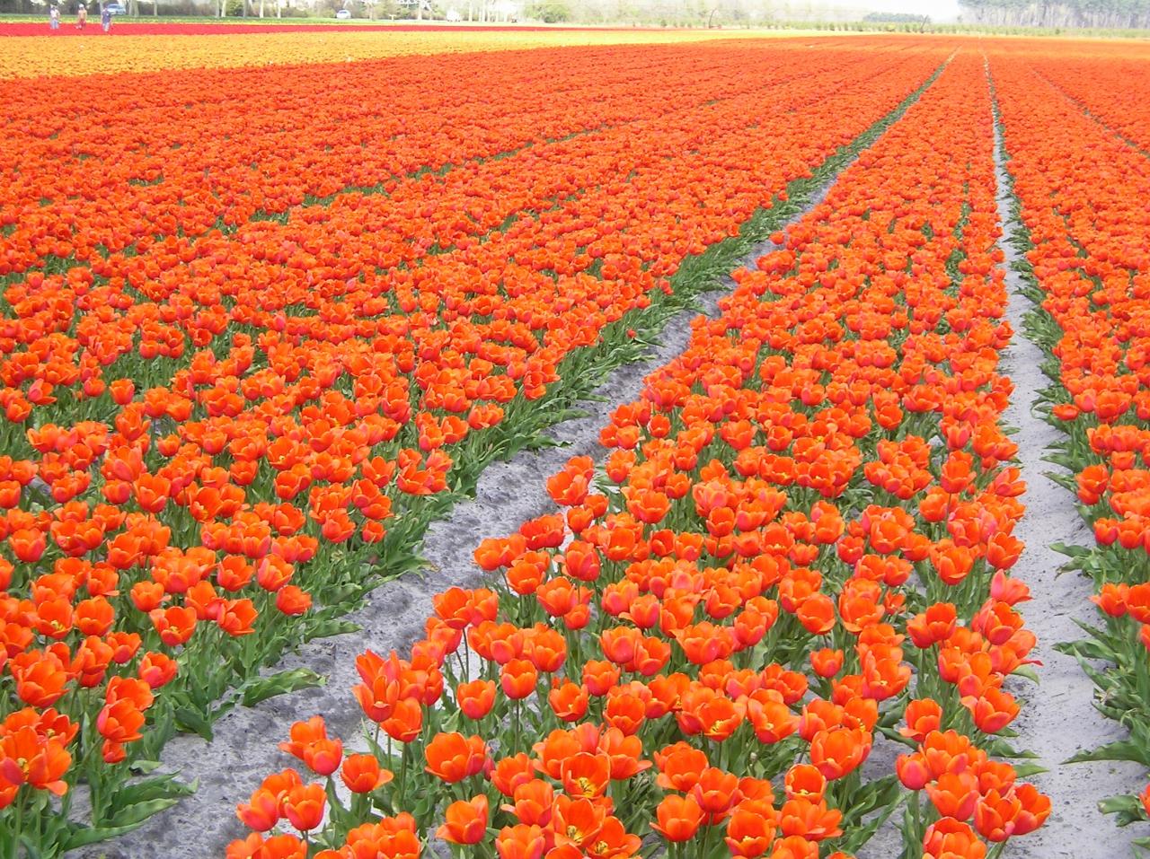infinie tulipe